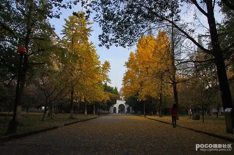 金色校园_风景_poco摄影
