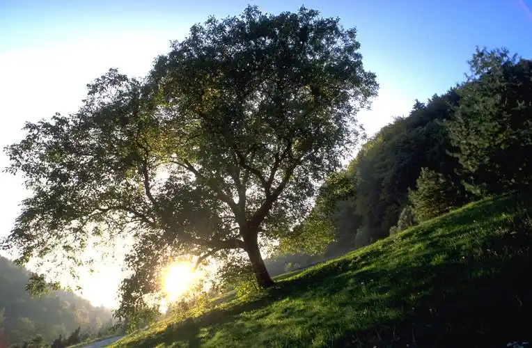 中国photoshop资源网 ps素材 ps素材 风景如画 草木森林 >> 正文