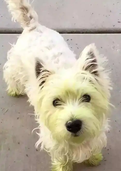 "你好,我叫绿毛!