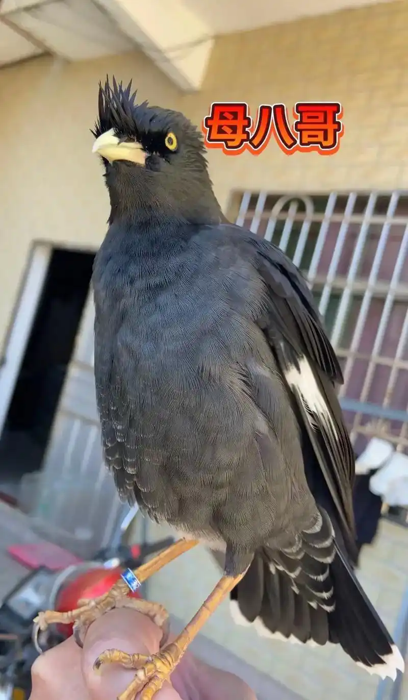 八哥鸟爱好者 #会说话的鸟 #手养鸟日常 #八哥学语 #小 - 抖音