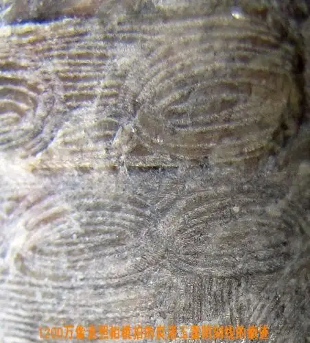 良渚玉器鉴定阴刻线特征细部图