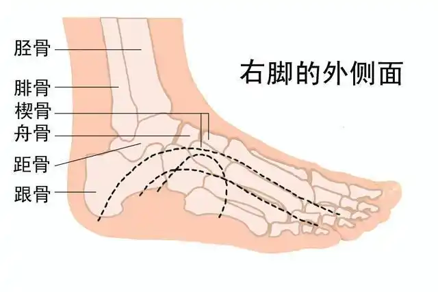 第一讲 足部骨骼解剖