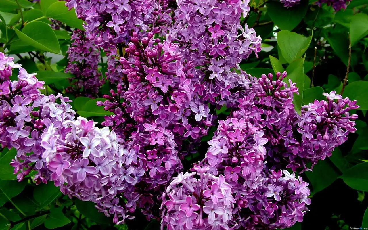 唯美意境淡雅紫色丁香花高清特写桌面壁纸(一)