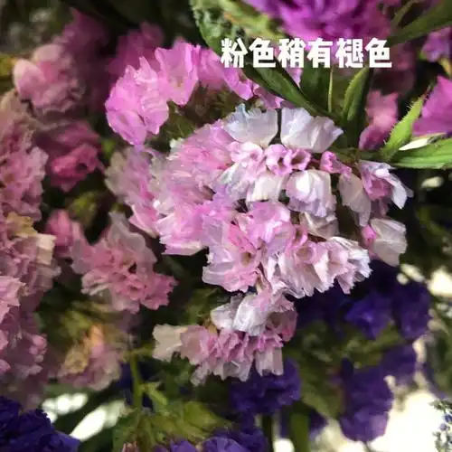 第一次做干花粉色勿忘我褪色了