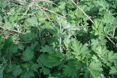 今天上山下乡拍得一些中草药
