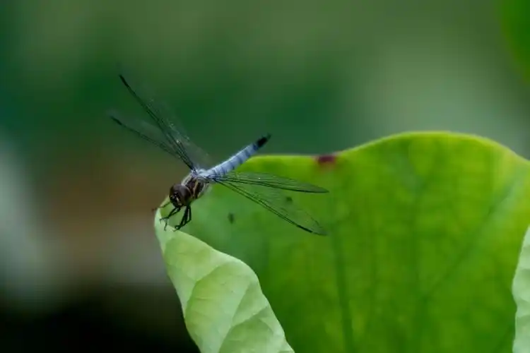 蜻蜓立在荷叶上,那神情多么地专注,多么地认真.