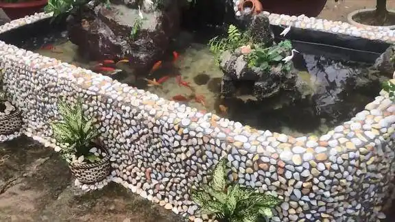 鹅卵石造了个鱼池假山点缀养一群小鱼儿意境好美一起瞧瞧