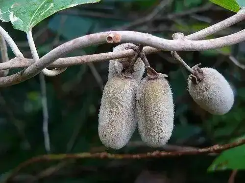 其实它的学名叫做白猕猴桃,又称毛花杨桃,白毛桃等,长得比较细长,口感