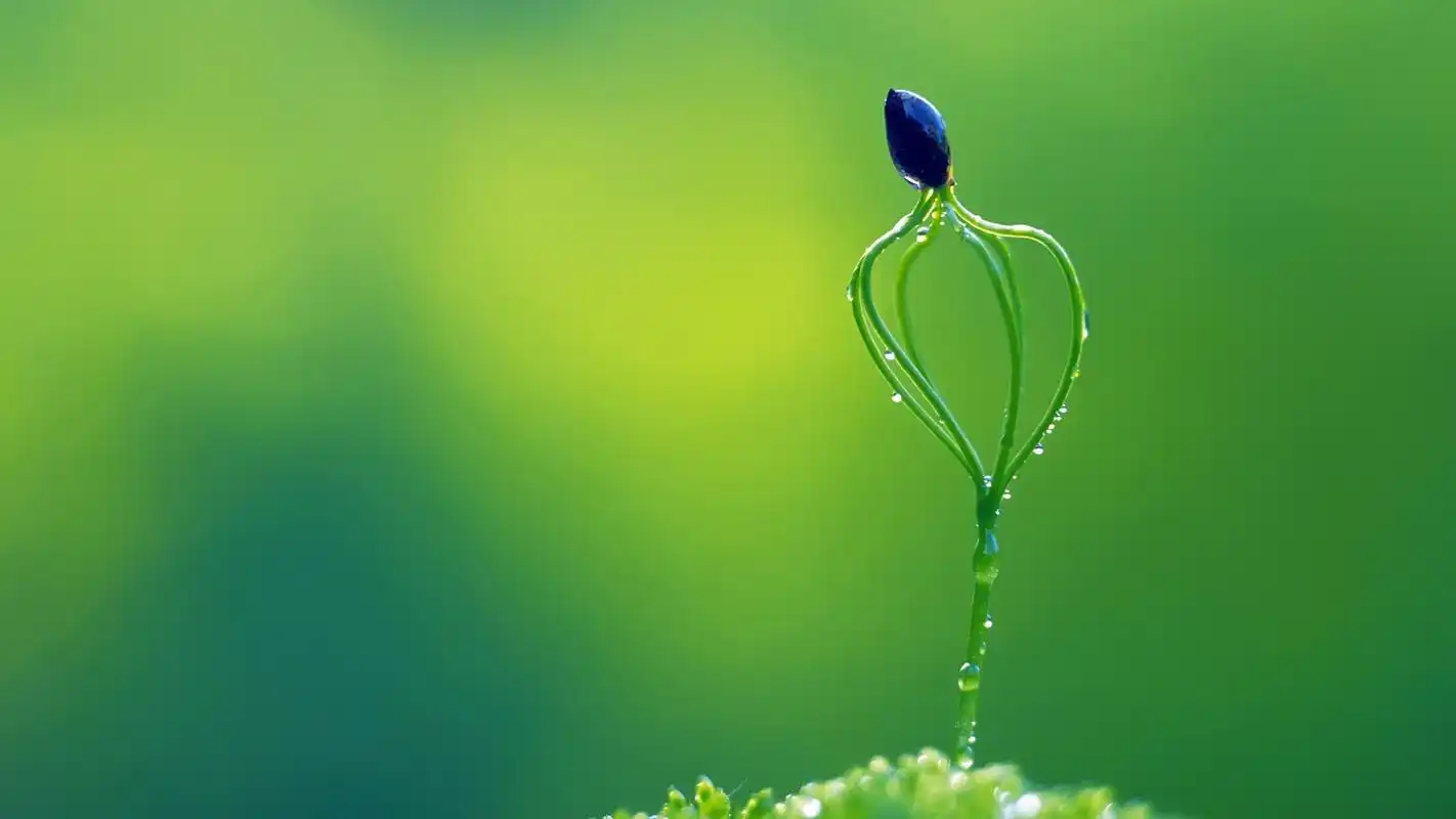 护眼桌面高清壁纸之绿色清新