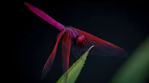 壁纸 红蜻蜓,叶,黑色背景 3840x2160 uhd 4k 高清壁纸, 图片, 照片