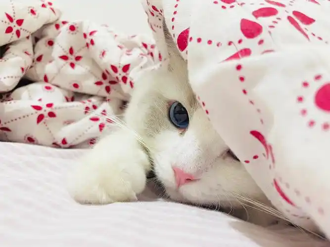 天气一冷小猫咪又开始钻被窝咯