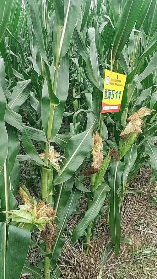 登海511各地表现强势