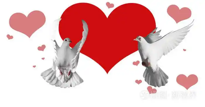 对白色的鸽子和红色的心,在白色的背景