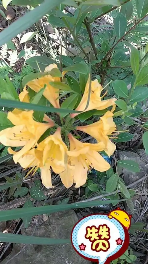 黄色的映山红,珍稀!