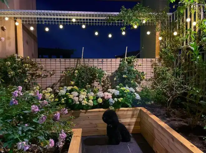 2万块,改造40㎡楼顶花园,让我实现了烤肉看电影鲜花自由|紫藤|小花园