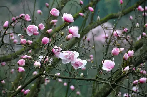 雨打花娇柔——春游赏花第五季图片412,四川省旅游景点,风景名胜 - 蚂