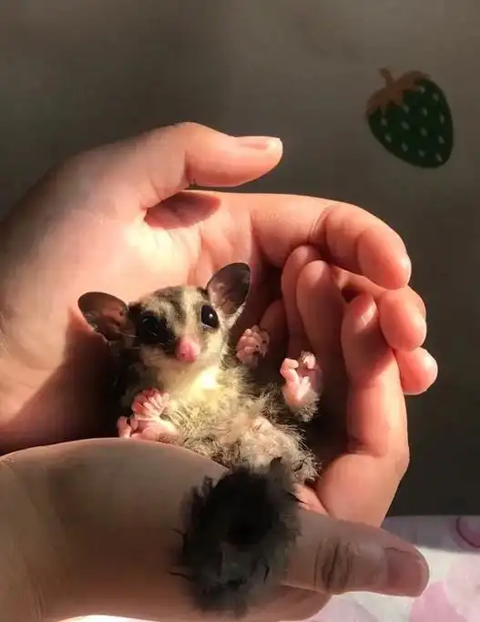 乖乖照片合集.#蜜袋鼯 #密袋鼠小飞鼠 #谁还没个小可爱 - 抖音