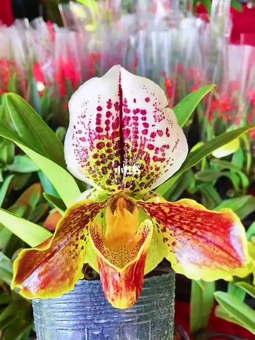 肉饼兜兰花期长花苞大特别的漂亮可爱