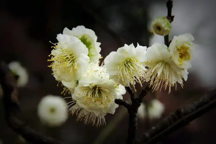 梅花名品——"花中君子"绿萼梅 (原创)