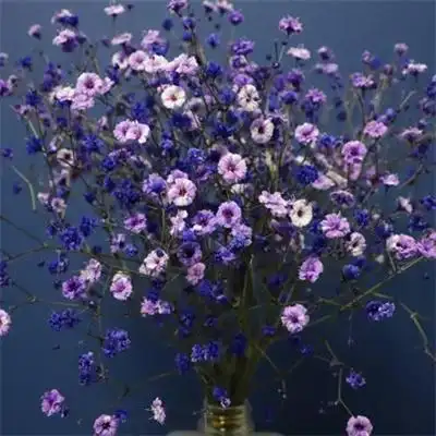 适合做头像的花束唯美头像 2022最招财清新淡雅的微信头像