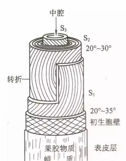 叶子脱完了还能不能滴水?