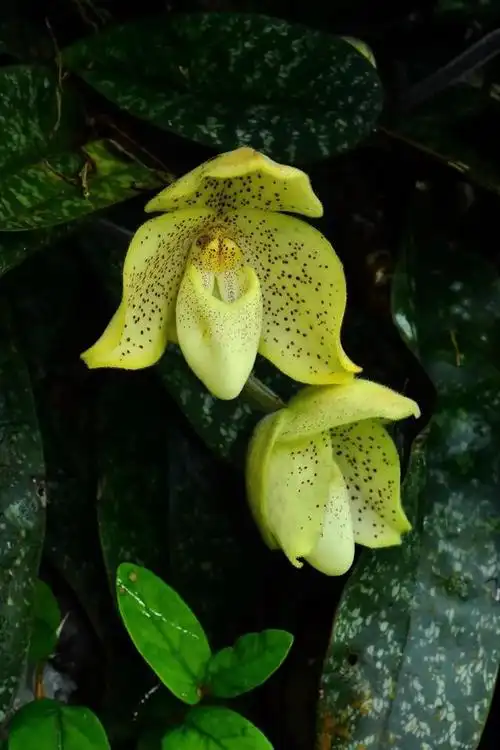 兜兰属(兜兰属于地生兰吗)