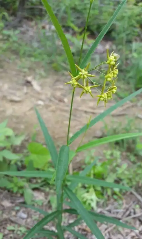 植物"徐长卿"是一种怎样的植物?