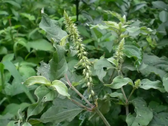 陪它乐克功效与作用_牛克膝的功效与作用_怀牛膝的功效与作用牛