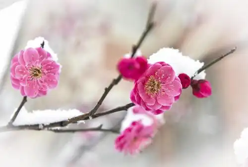 纪检人61镜头跟着镜头品诗词梅