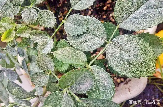 月季红蜘蛛杀不绝?这样做才能彻底灭杀它们