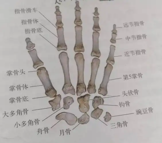 不神秘解剖课的那些事儿