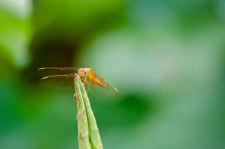 荷叶上的蜻蜓图片下载
