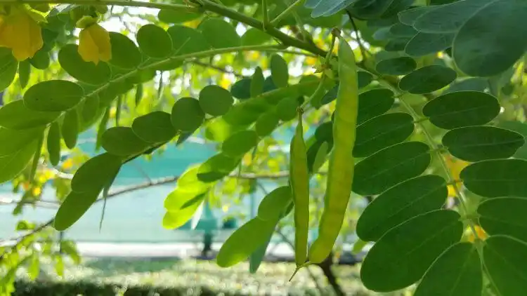 黄槐决明 写美篇      黄槐不少见,可是大部分花都开在高高的黄槐树上