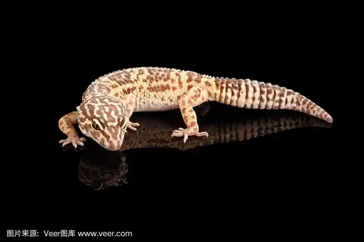 特写豹壁虎分离在黑色背景