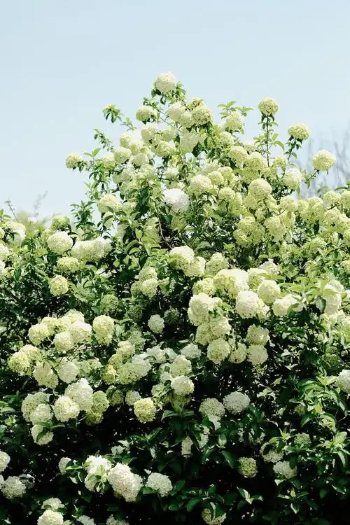 春天不能错过的绣球花