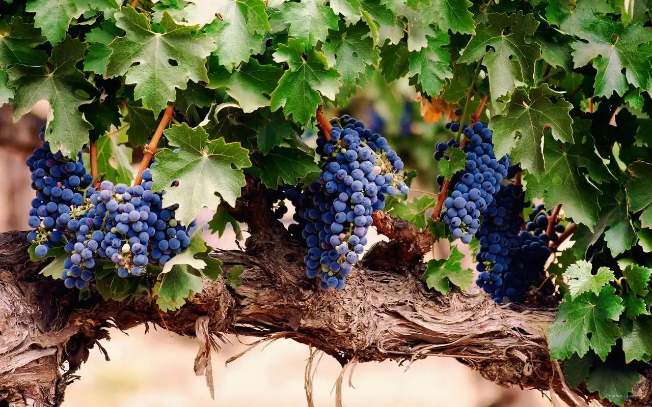 夏季清凉水果诱人可口的葡萄特写桌面壁纸(三)高清大图预览1920×1200