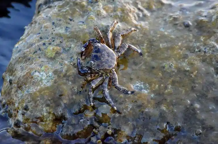 海边的小螃蟹图片第3张