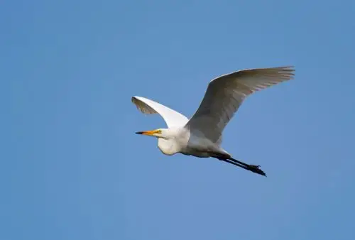 多种飞鸟杂拍精选.