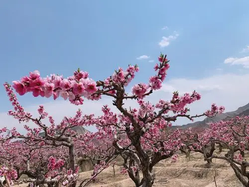 桃花,来自大自然的美丽.