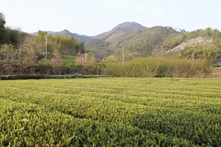 惬意的乡村生活