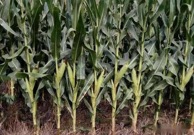 这个玉米品种被称为"不倒翁",不需化控,高抗倒伏,稳产又高产