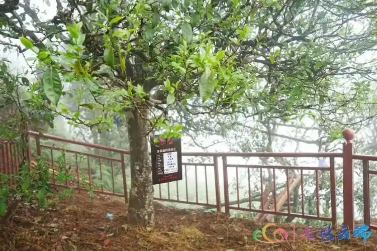 直播预告丨4月8日10:00 冰岛老寨茶王树保护开采!_腾讯新闻