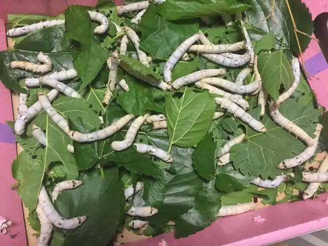 家里的蚕宝宝疯长!又白又胖!