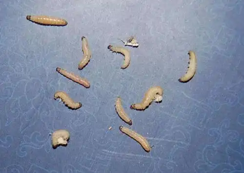 黄粉虫钓鱼怎么用