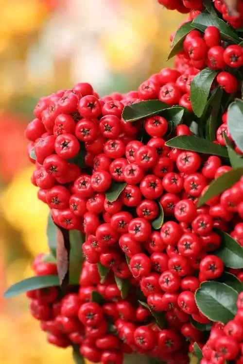 水果照片大全唯美图片(最美好看的水果图片)