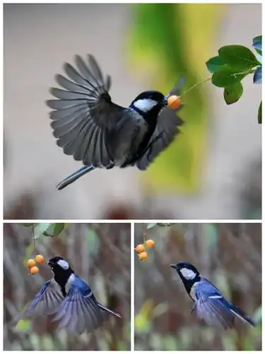 我的鸟类摄影照片