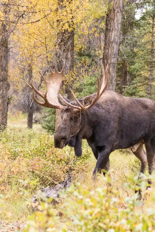 驼鹿,雄性动物,怀俄明,美好