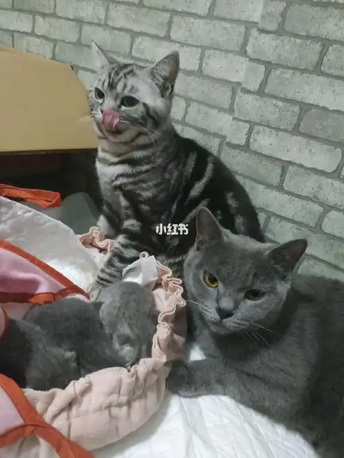 美短和英短的宝宝