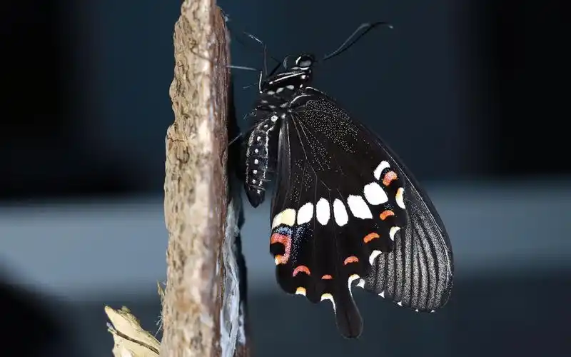 玉带凤蝶羽化_哔哩哔哩_bilibili