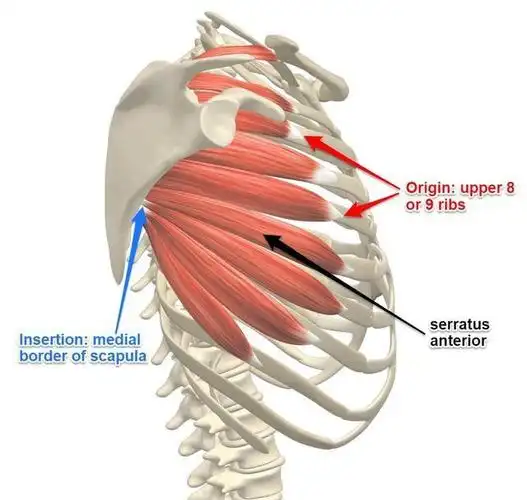 推胸时肩胛骨夹不住?那是因为你前锯肌太弱,4个动作帮你轻松搞定